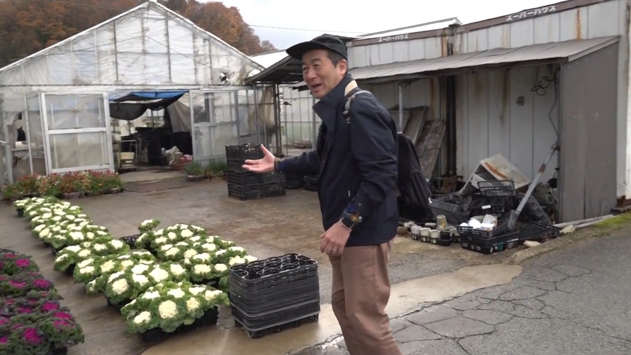 ハボタンが広がる尾俣道で花の業者を探す